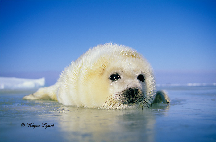 Harp Seal Pup 114 by Dr. Wayne Lynch &copy;